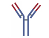 Rapid Antibody Purification Kit